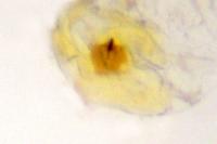Coleophora salinella