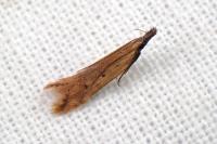 Dichomeris acuminata