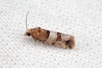 Lobesia indusiana/limoniana