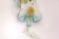 Lobesia indusiana/limoniana
