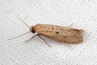 Myrmecozela ataxella