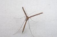 Agdistis bennetii