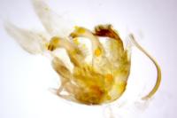 Agdistis bennetii
