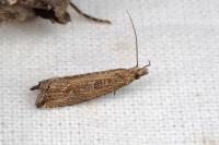 Bactra lancealana