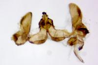 Bactra lancealana