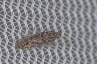 Tuta absoluta