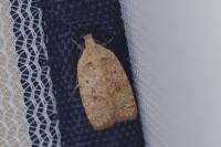 Agonopterix irrorata