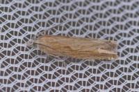 Eucosma obumbratana