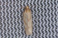 Clepsis pallidana