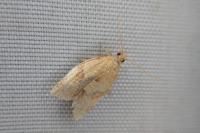 Clepsis consimilana