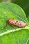 Triodia sylvina