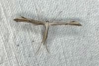 Emmelina monodactyla