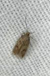 Hofmannophila pseudospretella