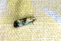 Neocochylis hybridella