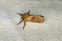 Triodia sylvina