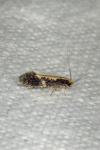 Monopis obviella