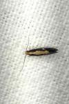 Monopis obviella
