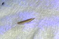 Coleophora