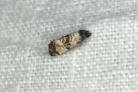 Cochylichroa atricapitana