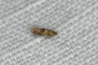 Bucculatrix ulmella