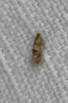 Bucculatrix ulmella