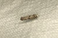 Paraswammerdamia albicapitella