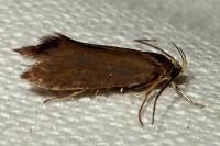 Crassa unitella