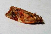 Ditula angustiorana