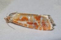 Rhyacionia buoliana
