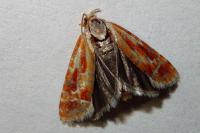 Rhyacionia buoliana