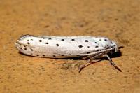 Yponomeuta