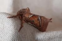 Triodia sylvina