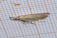 Pleurota aristella