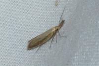 Pleurota aristella