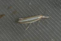 Pleurota aristella