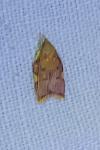 Carcina quercana