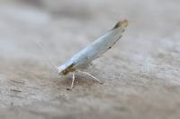 Argyresthia bonnetella