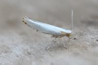 Argyresthia bonnetella