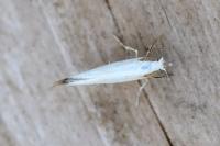 Argyresthia bonnetella