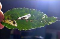 Phyllonorycter millierella