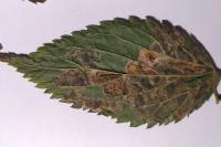 Phyllonorycter millierella