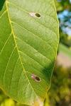 Coptodisca lucifluella