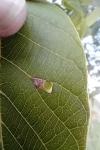 Coptodisca lucifluella