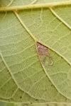 Coptodisca lucifluella