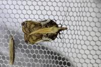 Acleris cristana