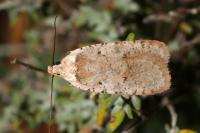Agonopterix cervariella