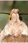 Agonopterix cervariella