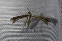 Gypsochares bigoti