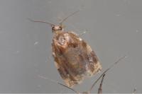 Archips xylosteana