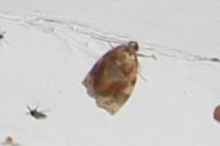 Archips xylosteana